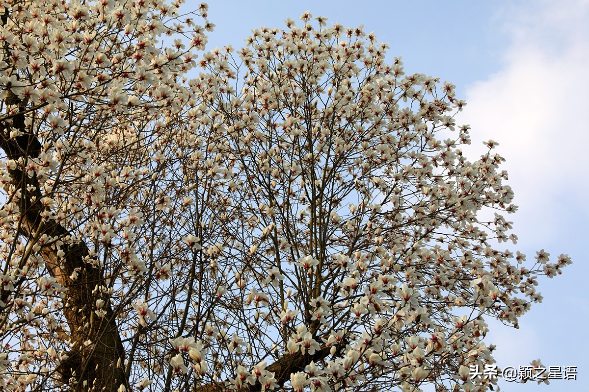 500年玉兰树,枯木逢春一树繁花