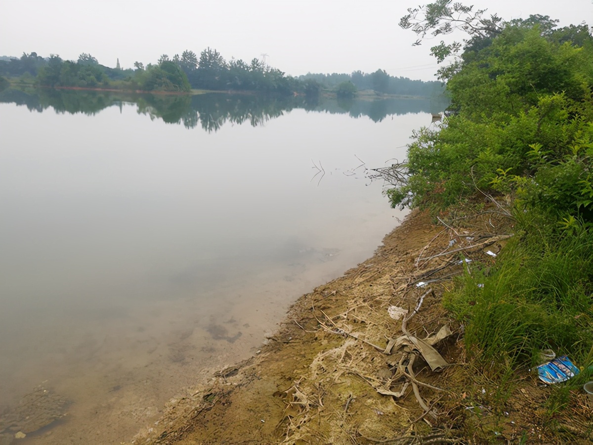 疯钓鲫是什么味的,疯钓鲫加蓝鲫