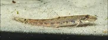 野生泥鳅品种图片大全大图,最大的泥鳅图片大全