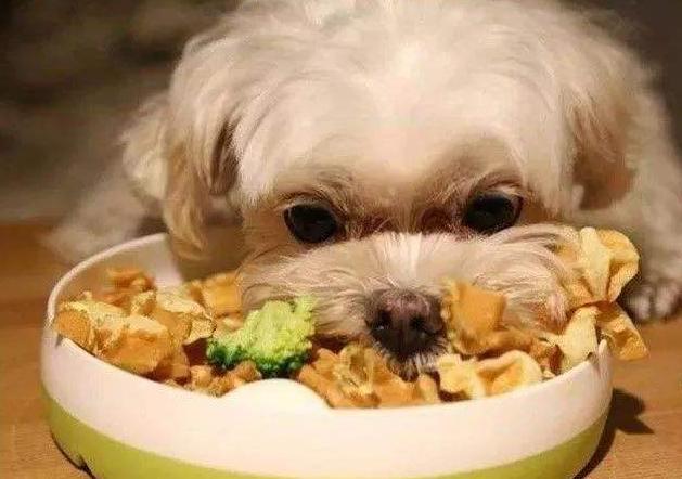 狗狗健康指数监测,如何从狗狗粪便判断狗狗是否健康