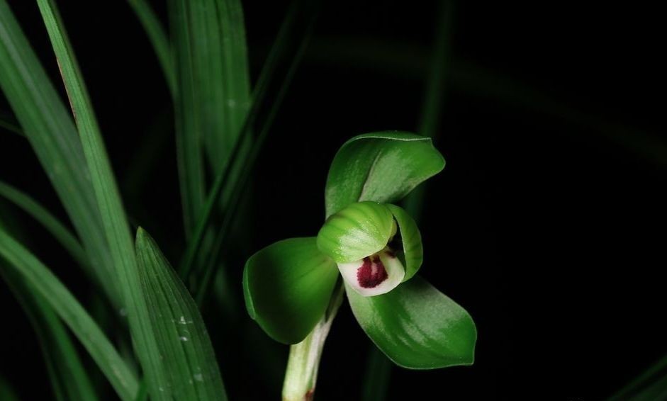 每日一品～中国兰花～春兰茗品～美芬荷