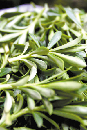 养心菜救心菜种植密度,2022年种植救心菜前景如何