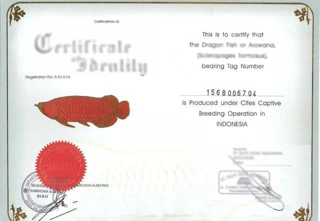 买最贵的观赏鱼是为了什么,为什么有人愿意花一百万