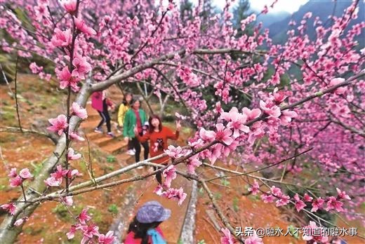 融水千亩桃花竞相盛开,融水2020桃花赏花时间表