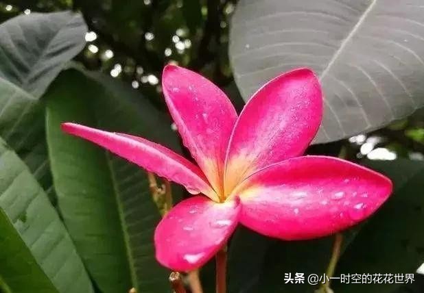 花花世界很美好下一句,花花世界很独特