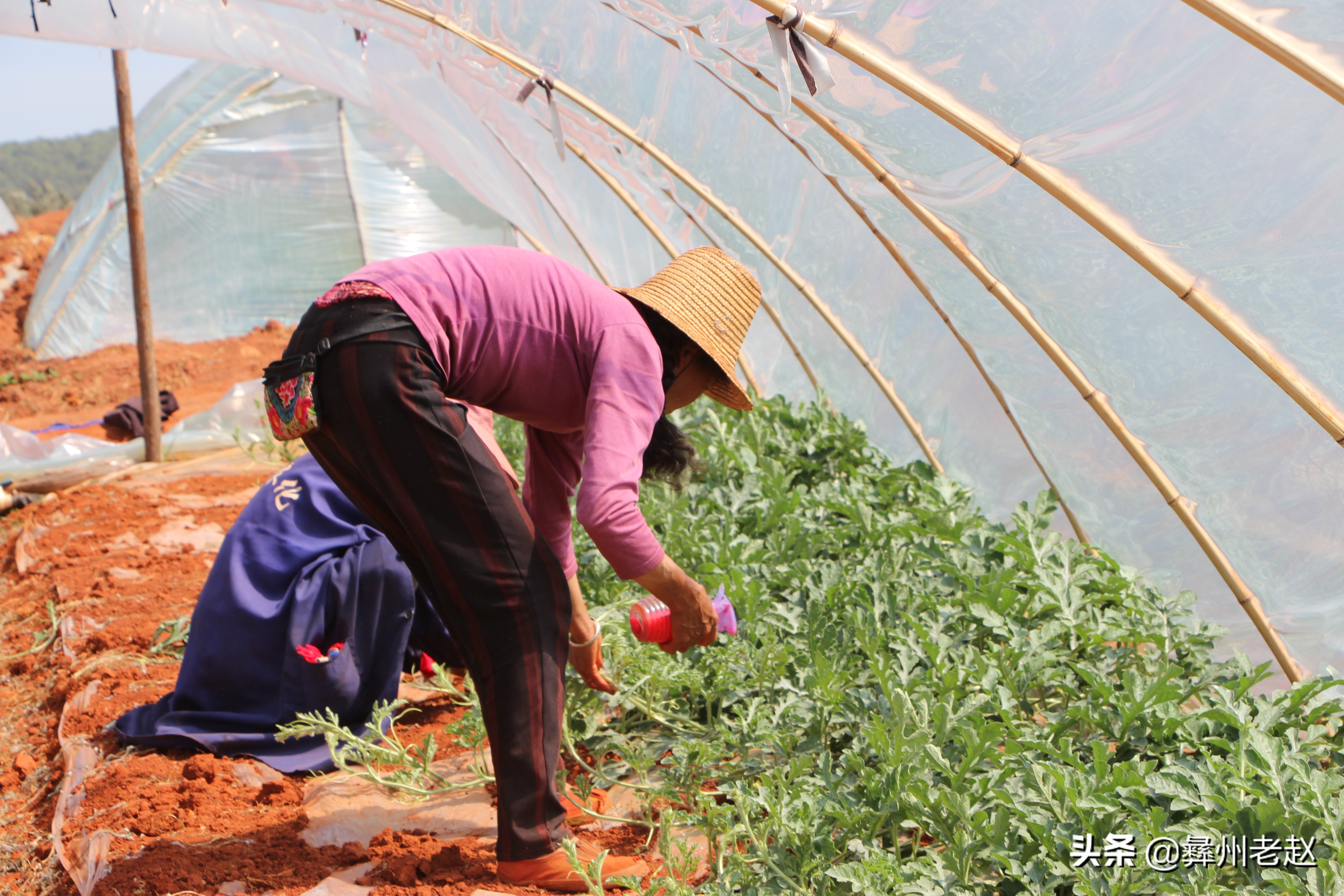 西瓜坐瓜后期管理,西瓜坐瓜期管理