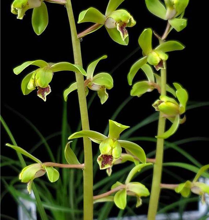 兰花长苞没等开花就花苞枯萎了,网购的兰花花苞枯萎怎么回事