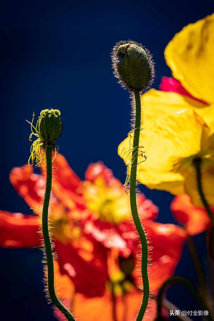 北京国际鲜花港门票优惠,北京国际鲜花港夏天