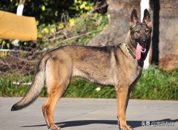 捷克狼犬警用,捷克狼犬德牧昆明犬马犬哪个厉害