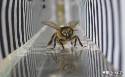 蜜蜂在黑暗的蜂桶里能看见吗,蜜蜂有超强的辨识能力