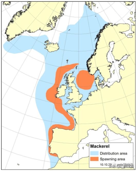 青花鱼跟鲐鲅鱼,青花鱼和鲐鲅鱼的区别
