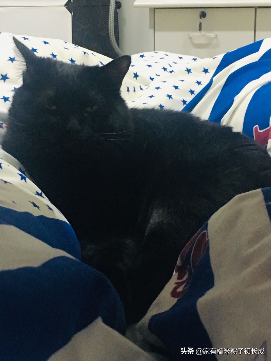 猫咪备孕记录,猫咪糯米的一生