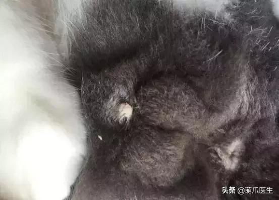 猫咪天天跑去喂鱼,猫咪不吃东西喝汤能喝饱吗
