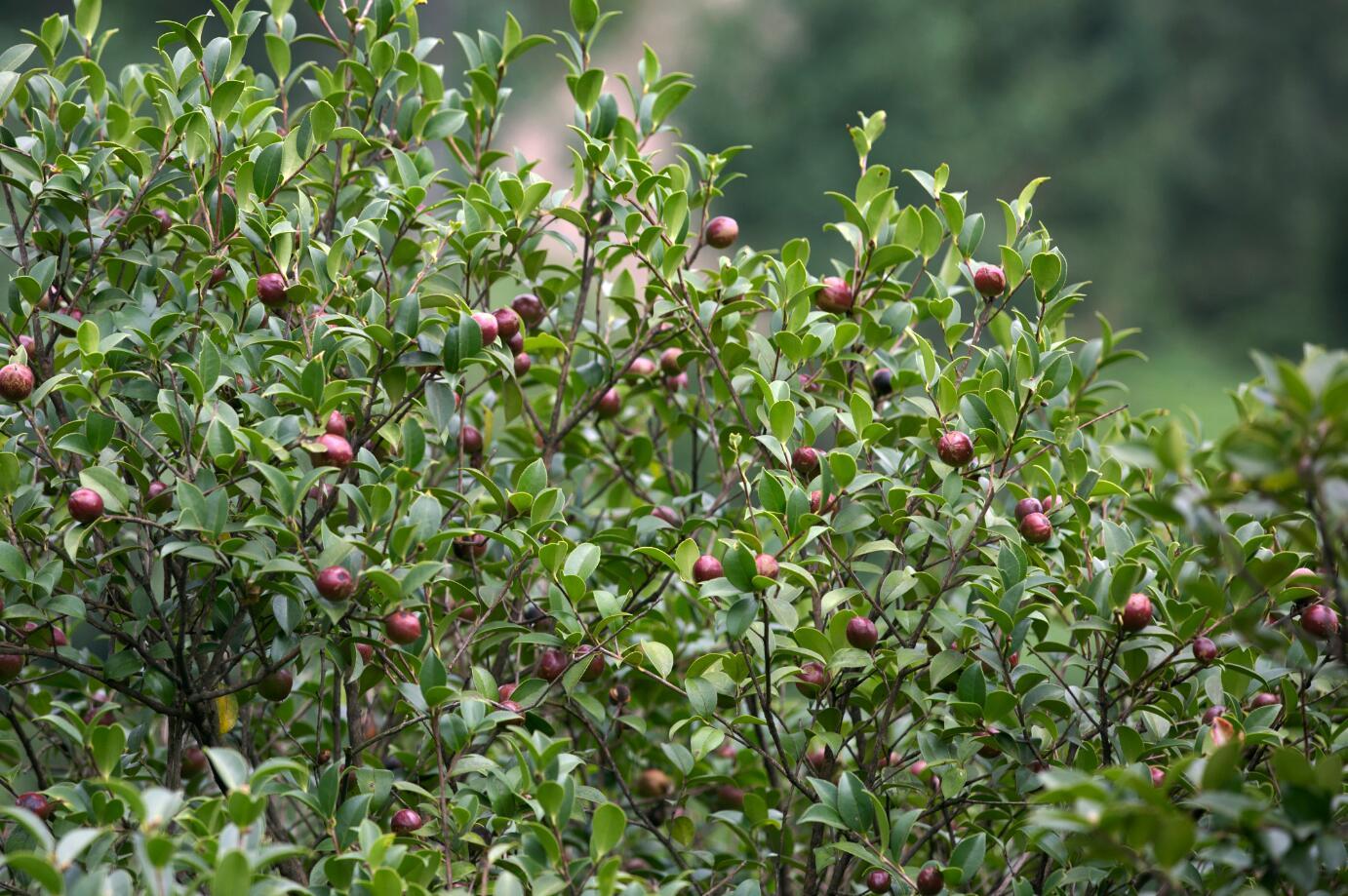 农家纯正山茶油卖120一斤,出售山茶油60元一斤