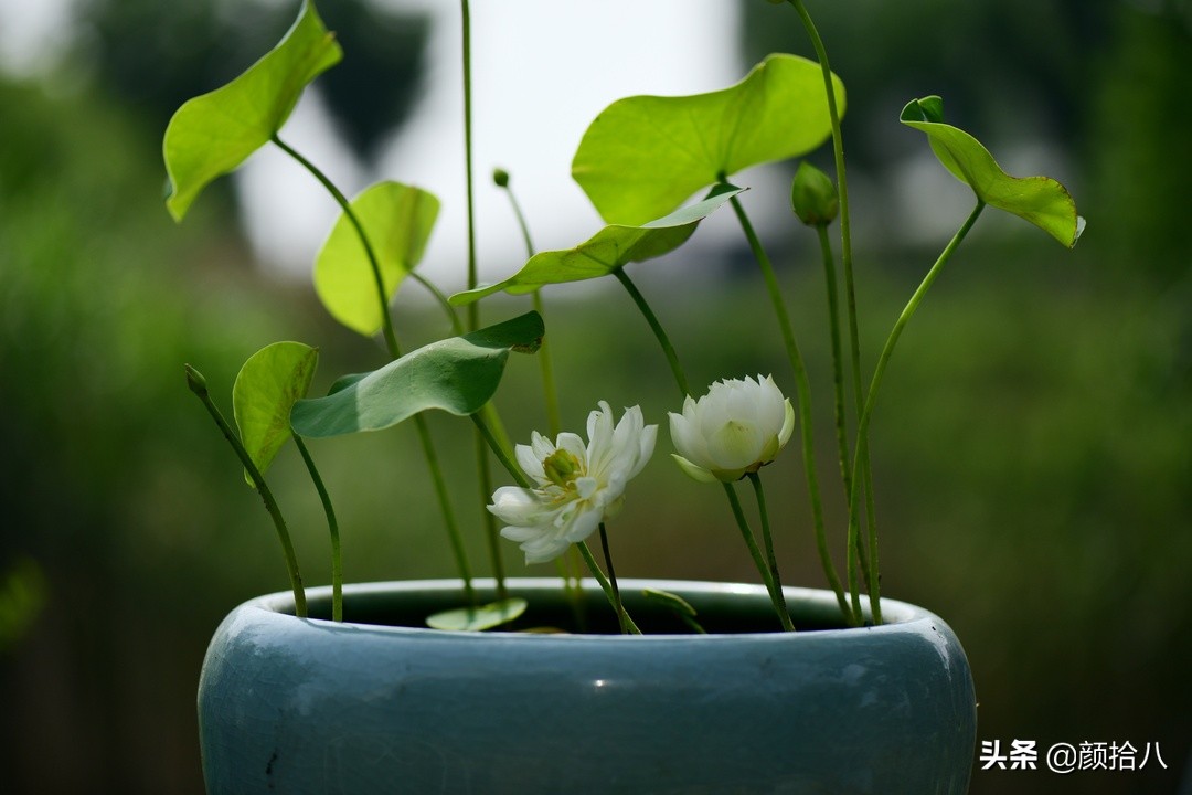 碗莲种藕生长到开花全过程,碗莲种植方法和时间图片