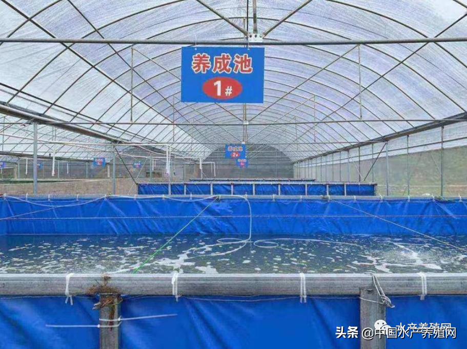 帆布池养殖需要注意什么,帆布池养殖要注意哪些