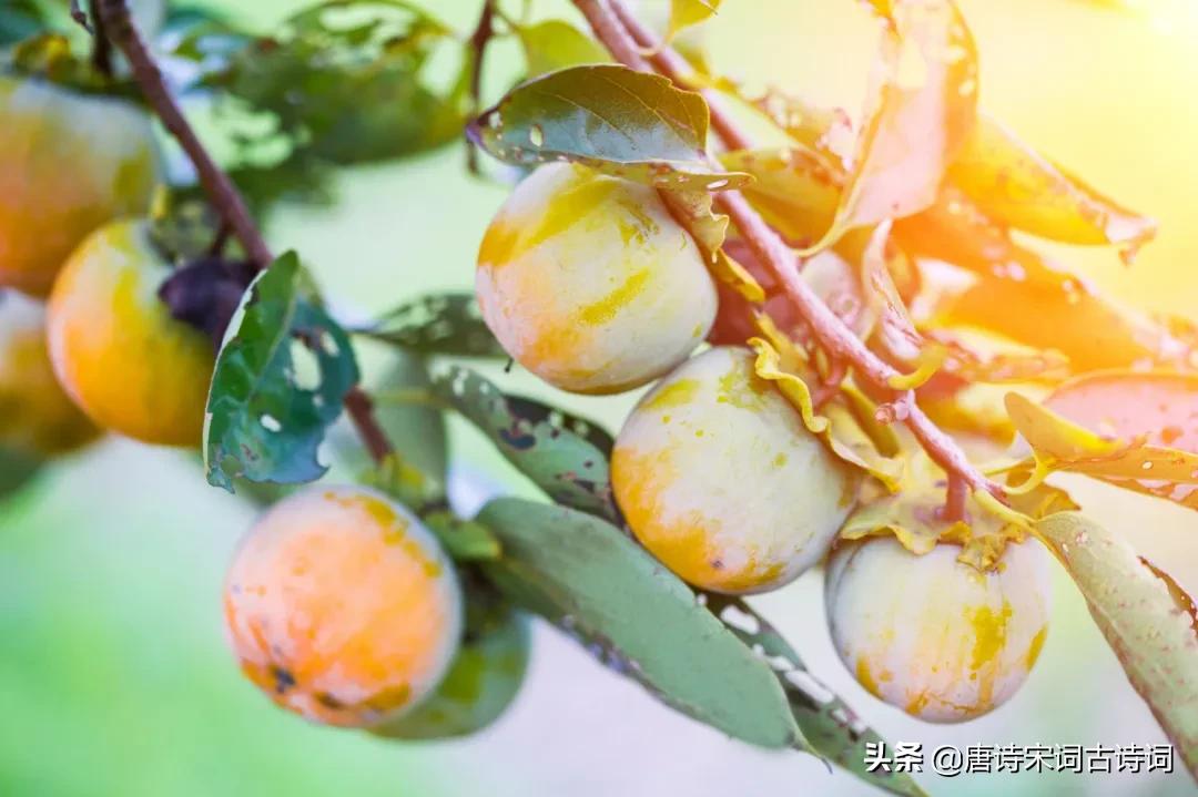 唯君粲丹实，独挂秋空明