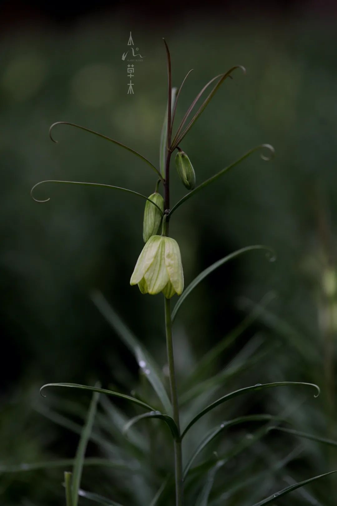 四明山龙观山,四明山国家森林公园樱花
