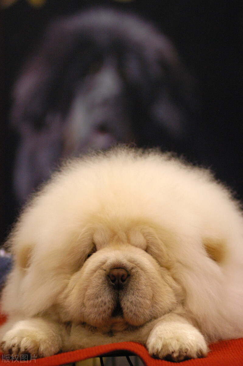 生活中松狮犬的养护须知是什么,松狮犬该怎么养这篇文章为你解读