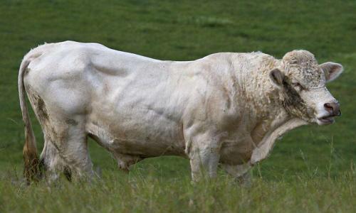 夏洛莱牛的养殖成本和利润,夏洛莱牛种牛养殖视频