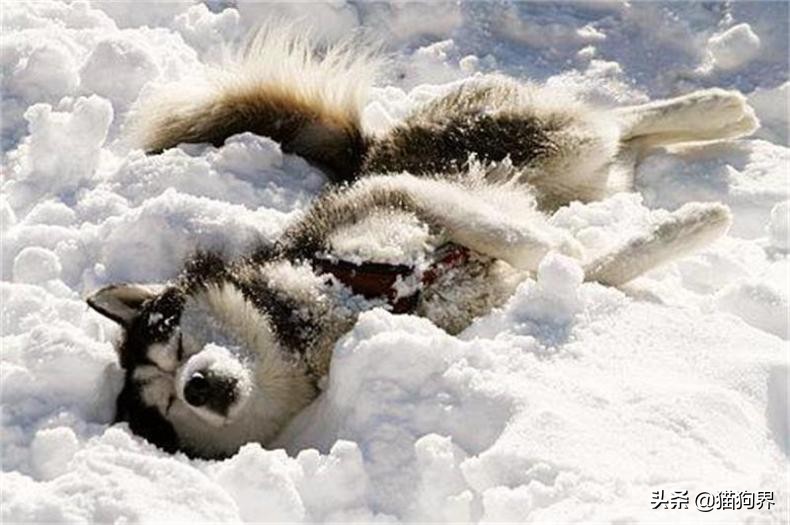 狗狗冬天在室外怕冷吗,狗狗冬天需要注意什么