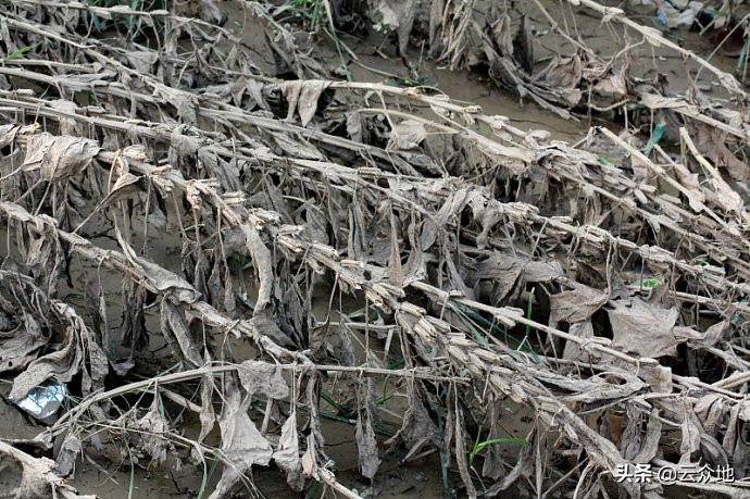 芝麻怕雨怎么办,芝麻生长后期干旱能浇水吗