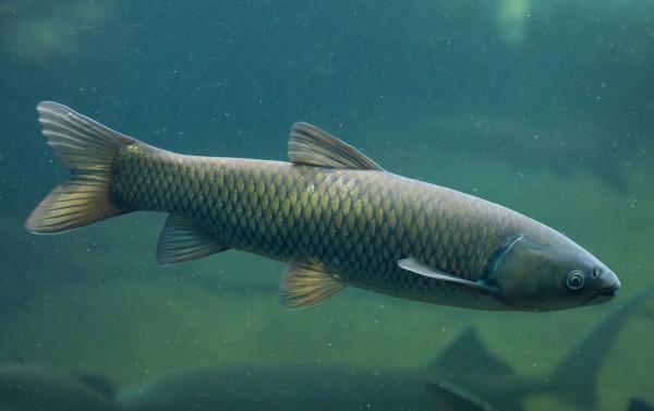 家养的草鱼苗可以长多大啊,家养草鱼多久喂一次