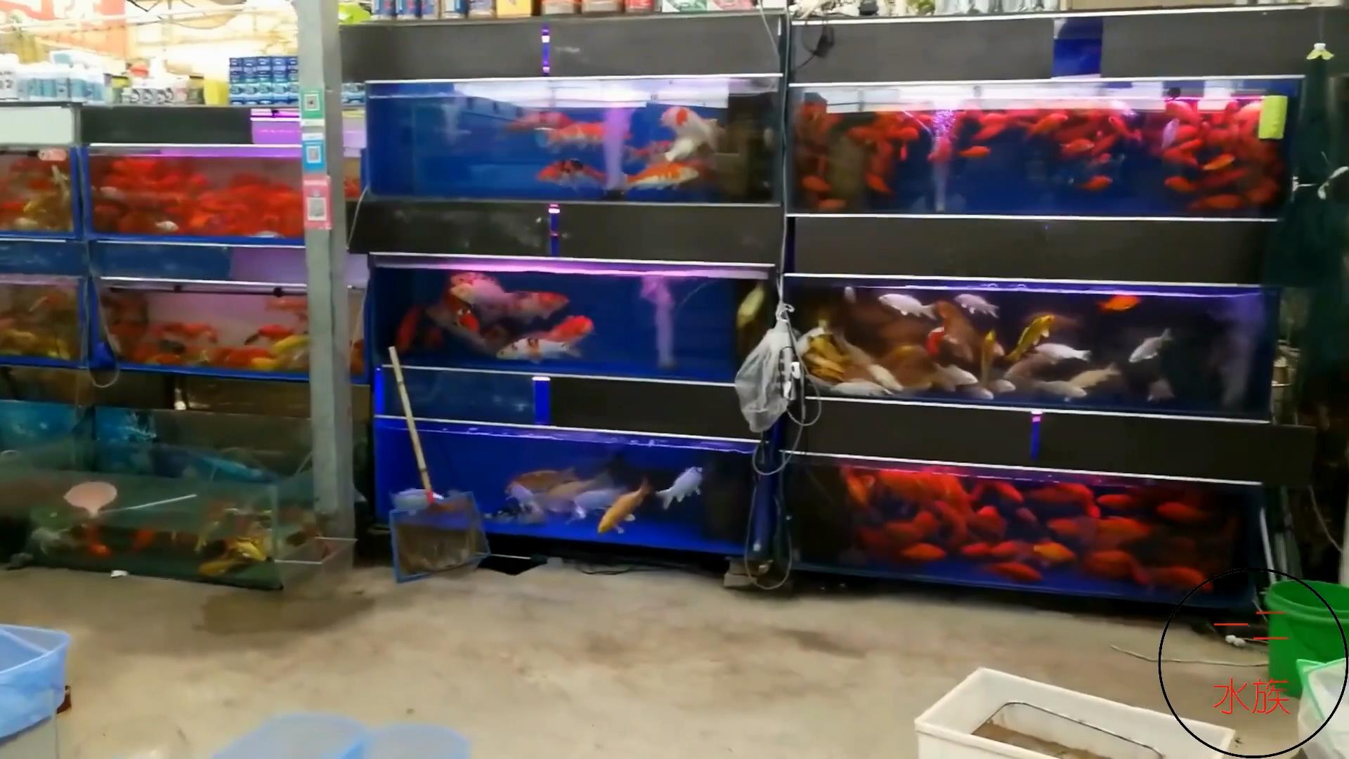 买观赏鱼的地方,逛水族市场买观赏鱼