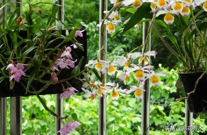 条状石斛和钉状石斛的区别,翅梗石斛与黑毛石斛的区别