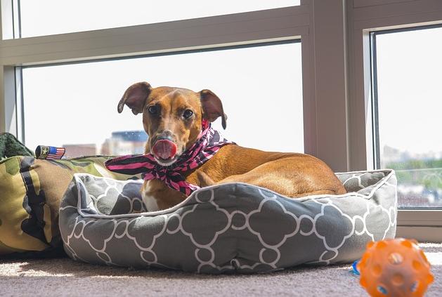 在夏日里小狗为什么总是伸舌头,小狗半夜突然总舔自己是怎么回事