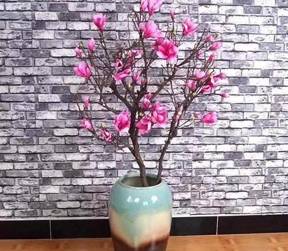 这6种花养在家里颜值高还好养活,什么花最好养还能除甲醛