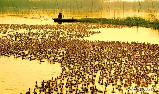 济宁十大名湖,济宁最大的湖泊