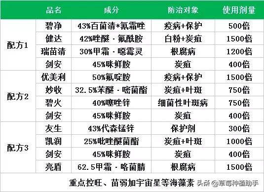 草莓红中柱炭疽病特效药,下雨天草莓炭疽病怎么办