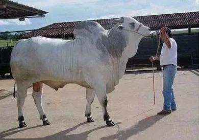 巴西里约热内卢的优势劣势,巴西为什么是里约热内卢