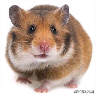 仓鼠宝宝刚生下来怎么照顾,母仓鼠怀孕了该怎么照顾