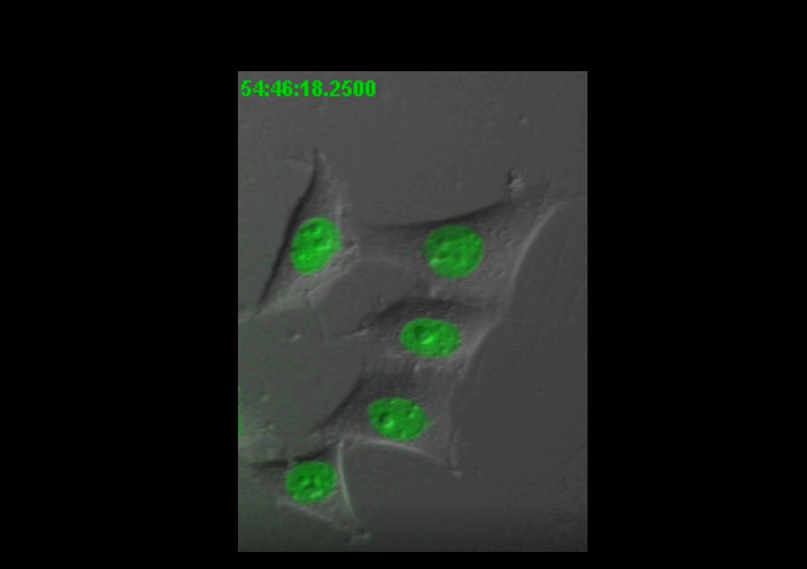 安徽省细胞生物学会在线云科普：精子是怎样产生的？