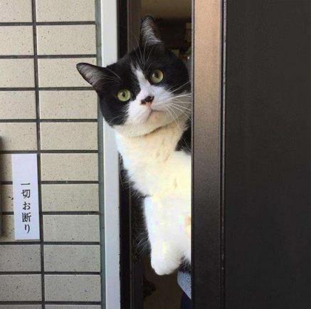 猫咪独自在家时需要注意些什么,下班回来发现小猫咪不开心