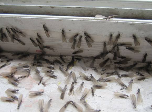 白蚁带翅膀的小飞虫怕什么,带翅膀的白蚁为什么成群爬出来