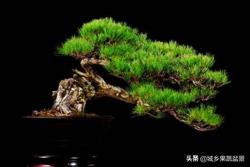 小黑松盆景的造型,黑松盆景各种造型名称及图片