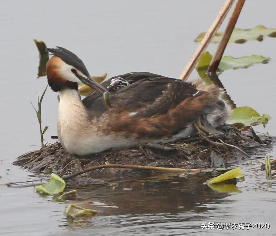 刚出生的鱼宝宝很大,刚生出来的鱼宝宝不怎么动呢