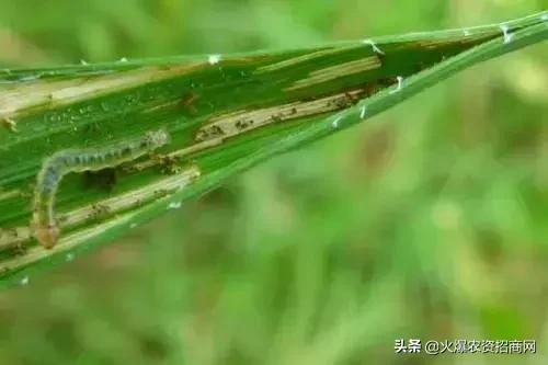 打钻心虫的最佳方法,专治钻心虫绝密配方