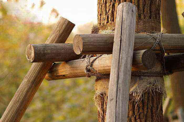 苗木的支撑方式有哪些,苗木特征怎么描述