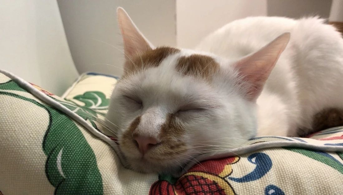 猫咪贫血药物治疗多久恢复,猫咪贫血的原因是什么有什么症状