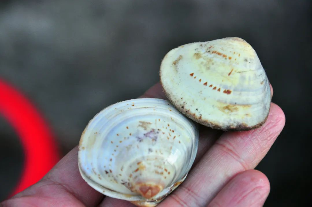 自贡仙市古镇一日游,自贡仙市古镇一日自驾游