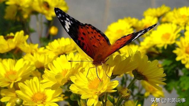 到底是昨日黄花还是明日黄花,明日黄花和昨日黄花是什么意思