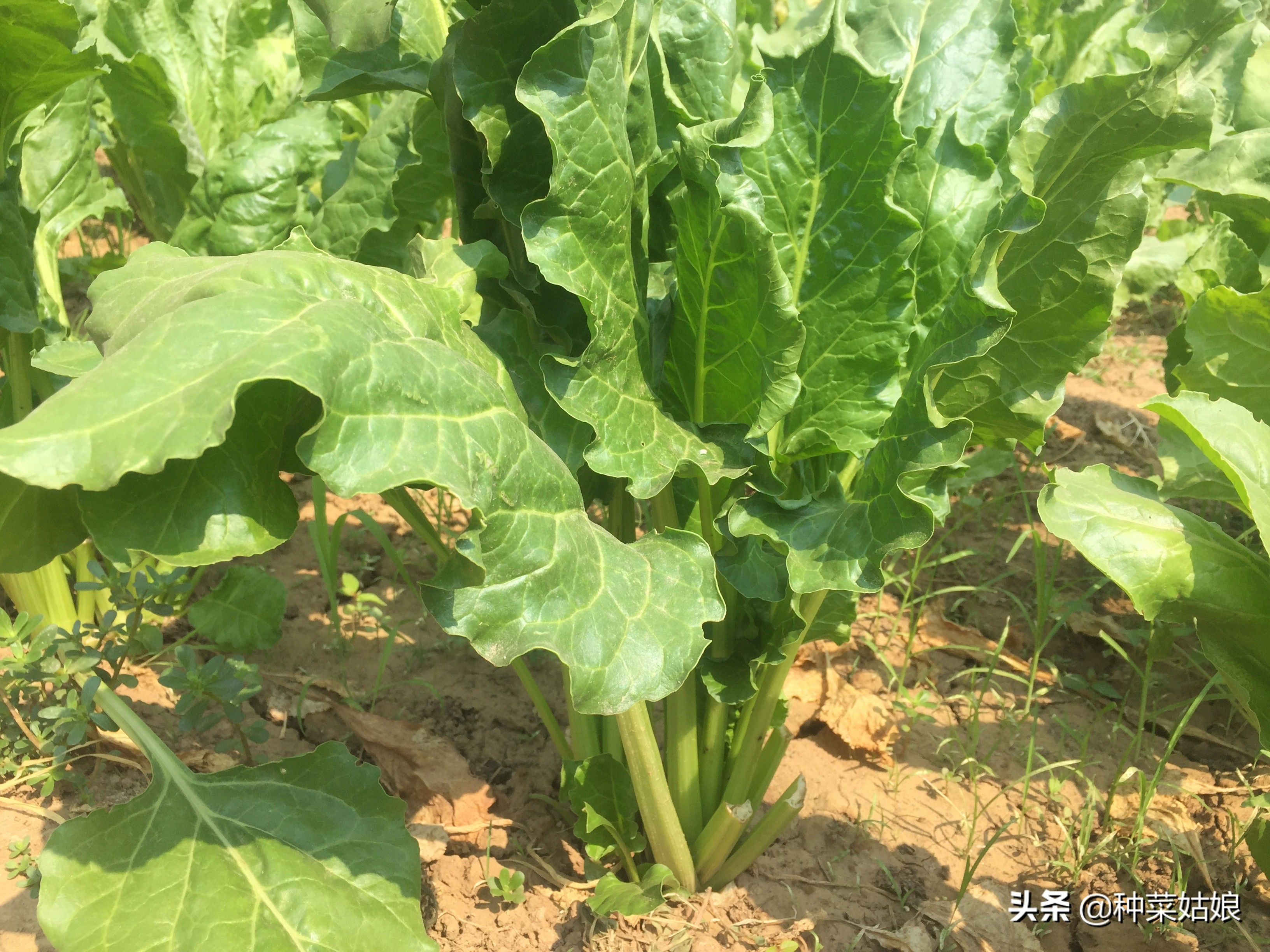 适合南方春季种的蔬菜有哪些,春季种植什么菜最好