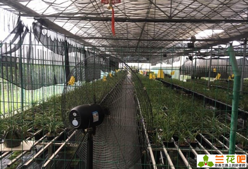 兰花赚钱不,兰花赚钱