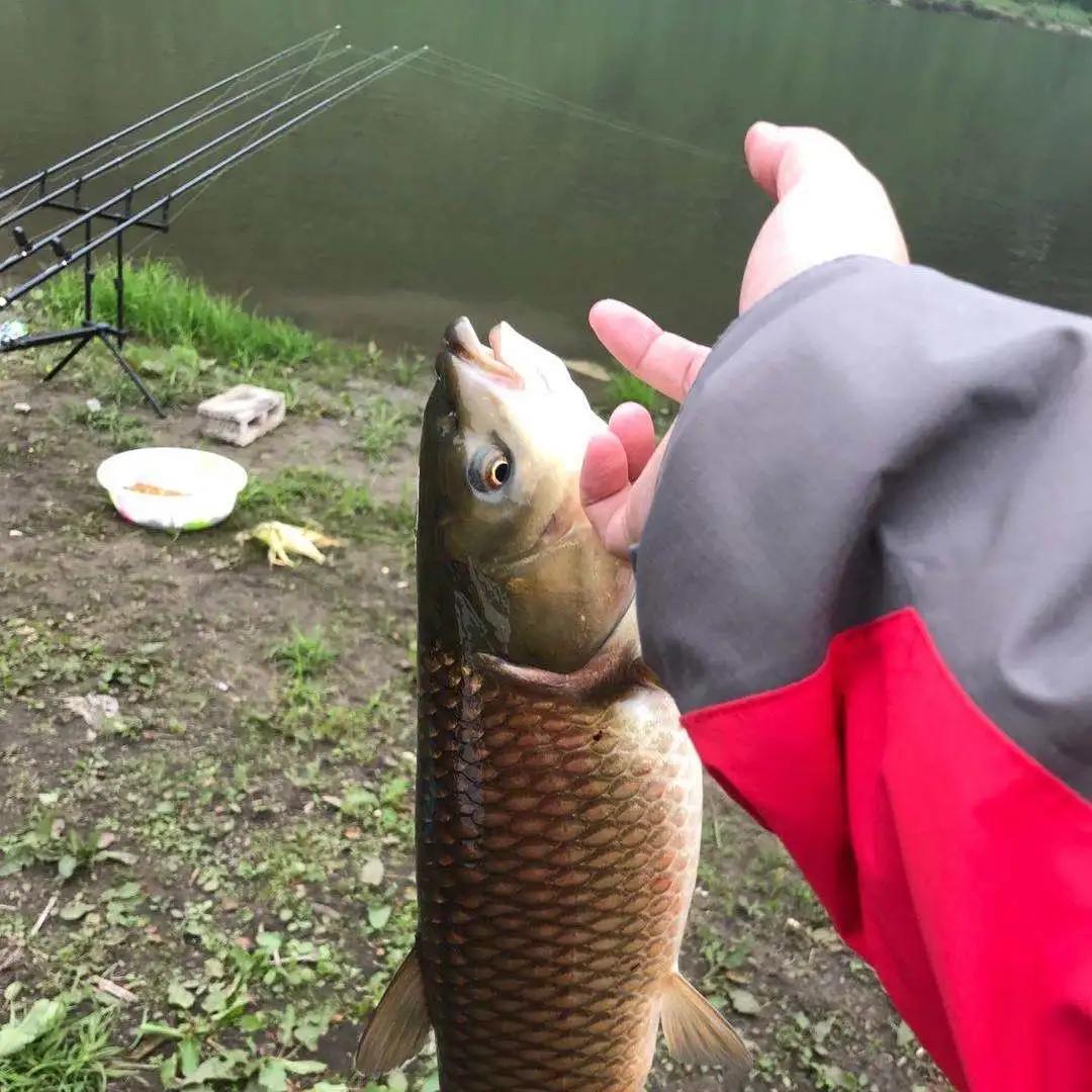 水库鱼一百斤,水库鱼100斤