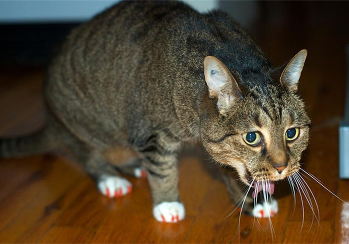 猫咪吃了异物催吐的最佳时间,猫咪吞进异物有什么表现