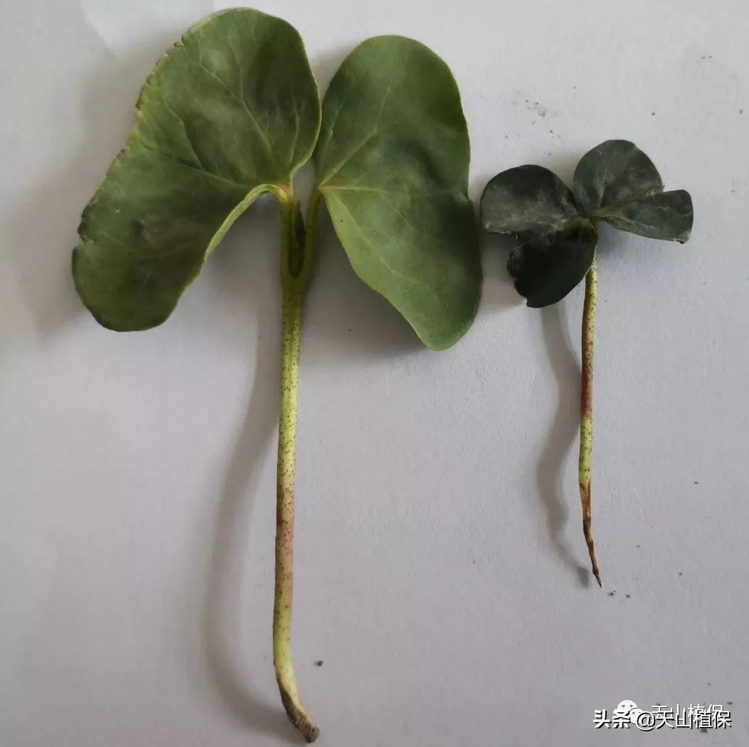 棉花除草剂药害2020年,棉花地除草剂药害解决方法